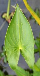 Sagittaria montevidensis subsp. montevidensis. Broad arrow-shaped leaf-blade.
 Image: P. Champion © NIWA 2020 All rights reserved